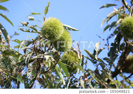 Chestnut Tree Chestnut Tree 105049821