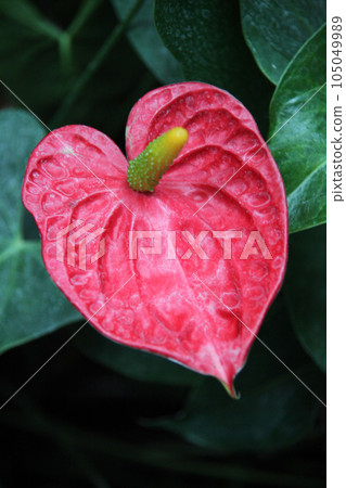 Osheneibuchiwa Osheneibuchiwa 105049989