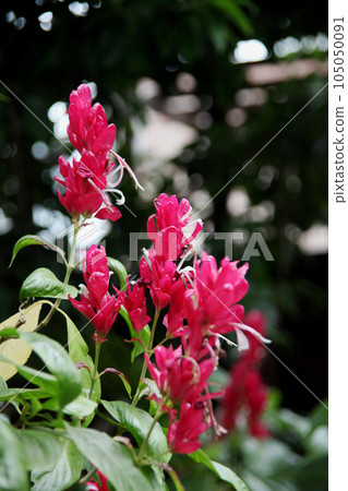 Megaskepasma erythroclamis Megaskepasma erythroclamis 105050091