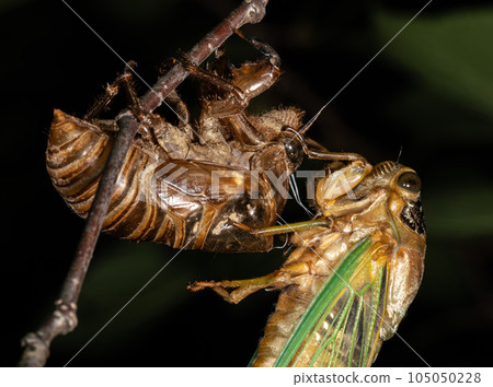 【夏季】蟬出沒 105050228