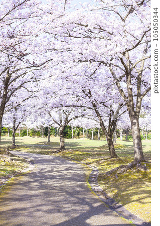 Cherry blossoms in full bloom Tottori Prefecture Inaba Senbonzakura watercolor painting Cherry blossoms in full bloom Tottori Prefecture Inaba Senbonzakura watercolor painting 105050344