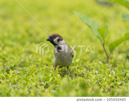 Sparrow on hedge Sparrow on hedge 105050485