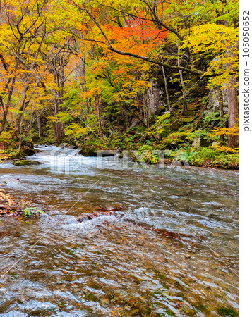 Oirase Stream (Autumn) 105050652