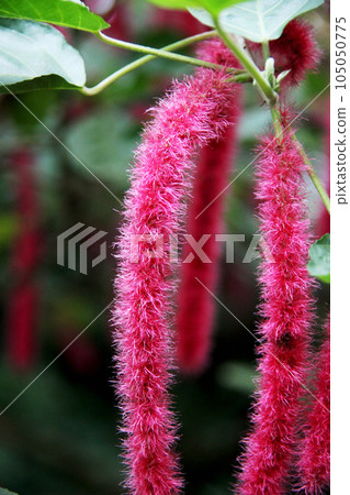 Benihimonoki 105050775