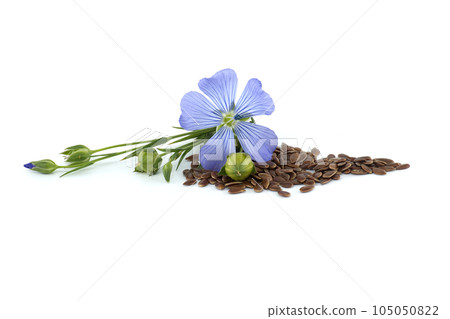 Blue flax blossom and seeds over white background 105050822