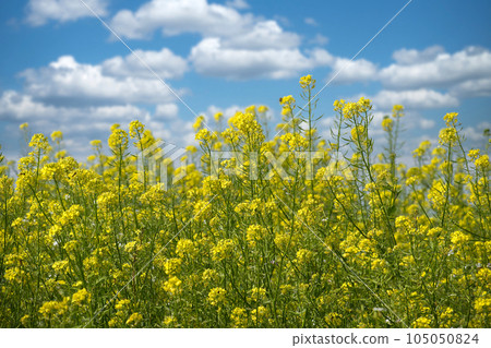 Yellow field of mustard or canola plants 105050824