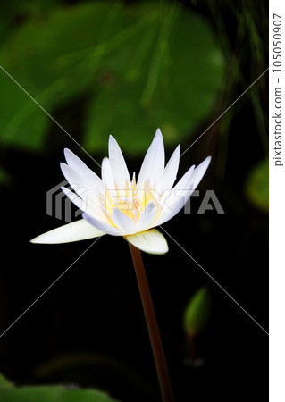 Water lily Water lily 105050907