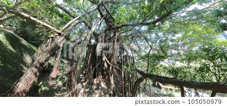 huge banyan and its old tree root which cover the sky huge banyan and its old tree root which cover the sky 105050979