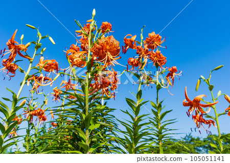 藍天和蔥百合 105051141