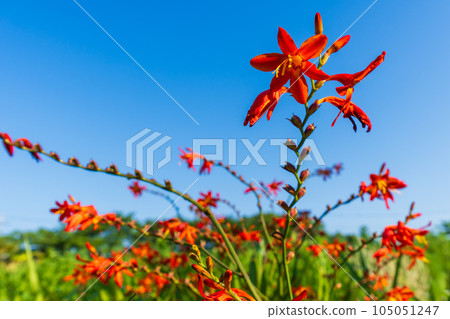 藍天和水仙花 藍天和水仙花 105051247