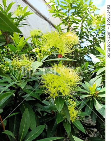 Close up of golden penda plant  105051492