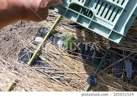Autumn cucumbers (ground cultivation) planted 105051524