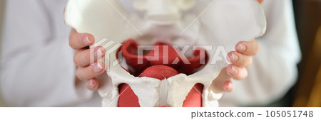 Female gynecologist showing model of female pelvis with muscles 105051748