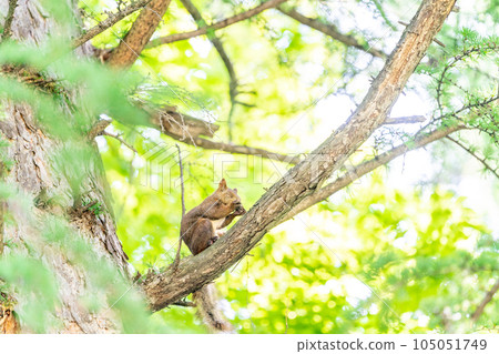 Azon squirrel living in the tree happy summer hair 105051749