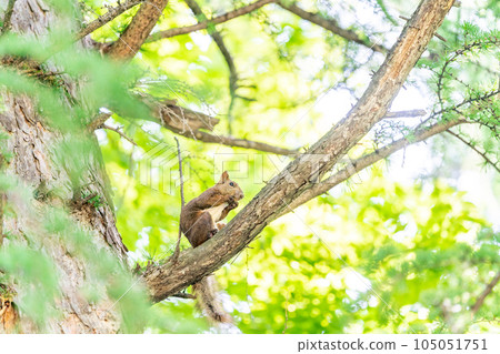 Ezo squirrels living in trees Eating summer hair 105051751