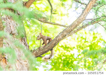 Ezon squirrels living in the trees Search summer hair Ezon squirrels living in the trees Search summer hair 105051754