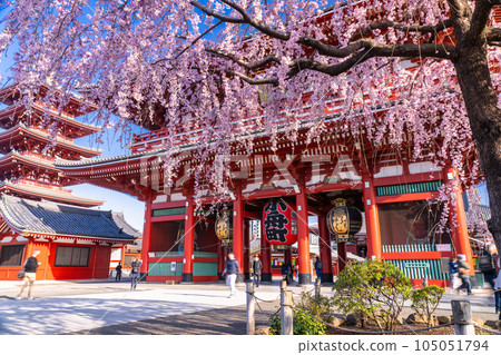 《東京》春天的淺草/垂枝櫻花盛開的淺草寺 105051794