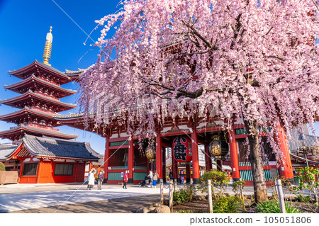 << Tokyo >> Asakusa in spring / Senso-ji Temple with weeping cherry blossoms in full bloom 105051806