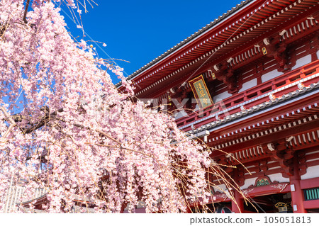 《東京》春天的淺草/垂枝櫻花盛開的淺草寺 105051813