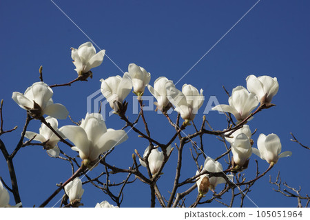 Magnolia Magnolia 105051964