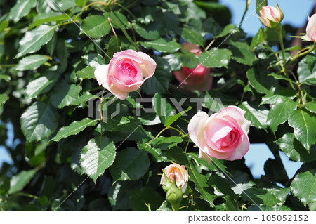 Pink rose flower Pierre de Ronsard Pink rose flower Pierre de Ronsard 105052152