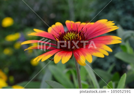 Tenningiku (heavenly chrysanthemum) special attack flower 105052591