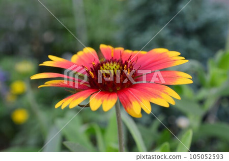 天人菊特殊攻擊花 105052593