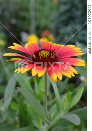 Tenningiku (heavenly chrysanthemum) special attack flower 105052601
