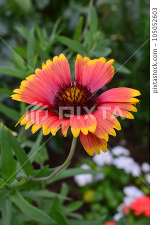 Tenningiku (heavenly chrysanthemum) special attack flower 105052603