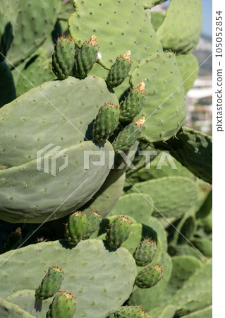 Fresh succulent cactus closeup on blue sky. Green plant cactus with spines and dried flowers. Large green cactus close-up with young shoots. 105052854