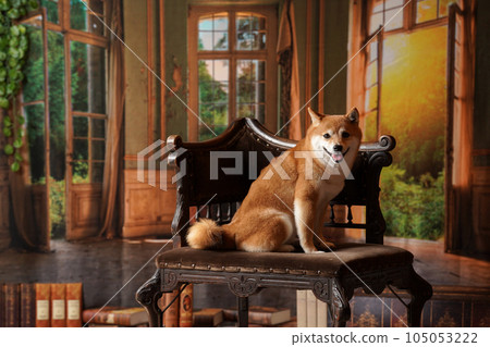 皇家風格，帶有復古背景的柴犬 105053222