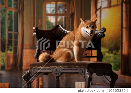 Royal style, Shiba Inu with a retro background Royal style, Shiba Inu with a retro background 105053224
