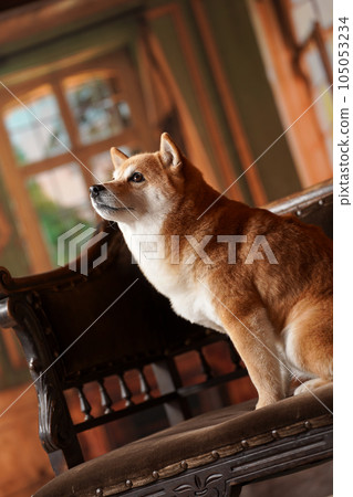 Royal style, Shiba Inu with a retro background Royal style, Shiba Inu with a retro background 105053234