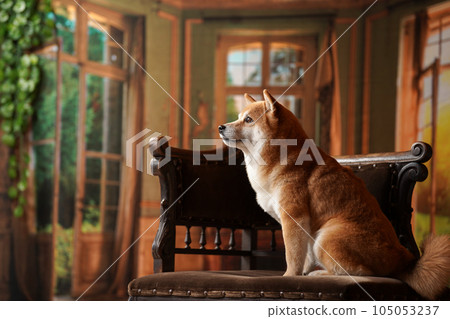Royal style, Shiba Inu with a retro background Royal style, Shiba Inu with a retro background 105053237