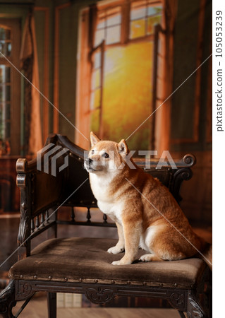 Royal style, Shiba Inu with a retro background Royal style, Shiba Inu with a retro background 105053239