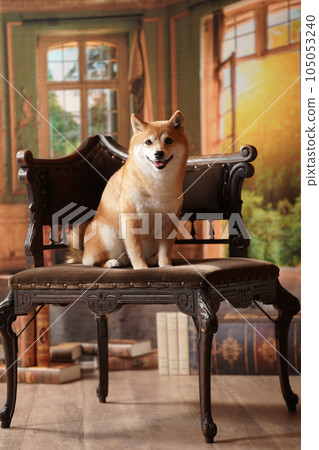 Royal style, Shiba Inu with a retro background Royal style, Shiba Inu with a retro background 105053240
