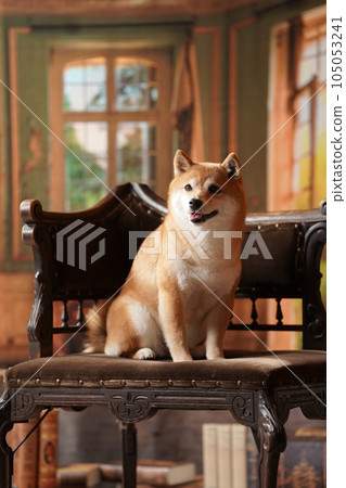 Royal style, Shiba Inu with a retro background Royal style, Shiba Inu with a retro background 105053241