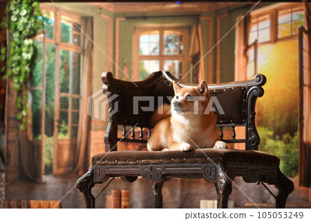 Royal style, Shiba Inu with a retro background 105053249