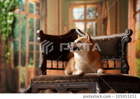 Royal style, Shiba Inu with a retro background 105053251