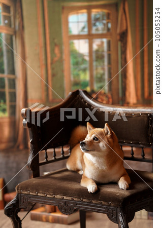皇家風格,帶有復古背景的柴犬 皇家風格,帶有復古背景的柴犬 105053254