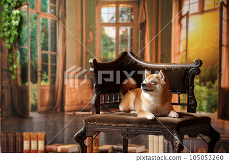 Royal style, Shiba Inu with a retro background Royal style, Shiba Inu with a retro background 105053260