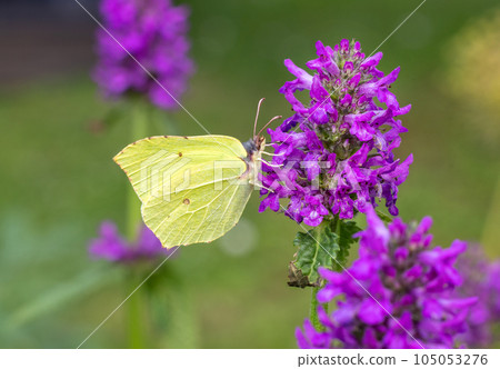 beautiful butterfly on blooming flower beautiful butterfly on blooming flower 105053276