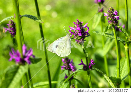 beautiful butterfly on blooming flower 105053277