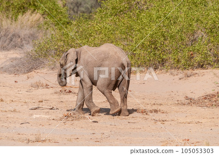 Desert Elephant in Namibia Desert Elephant in Namibia 105053303