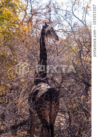 Closeup of an Angolan Giraffe hiding in the Bushes Closeup of an Angolan Giraffe hiding in the Bushes 105053307