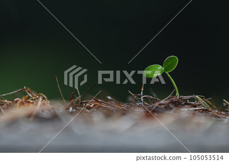 Plant seeds grown in the soil and fresh rain and transparent water drops on young cotyledons with green sprouts, precious nature, global environment and beautiful life concept 105053514