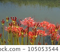 孤挺花F 105053544