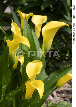 Color Color 105053603