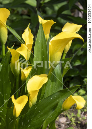 Color Color 105053604