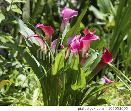 Color Color 105053605